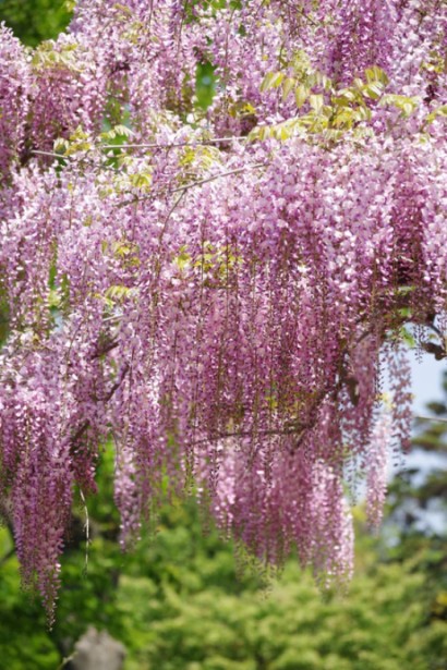 Глициния многоцветковая Хонбени